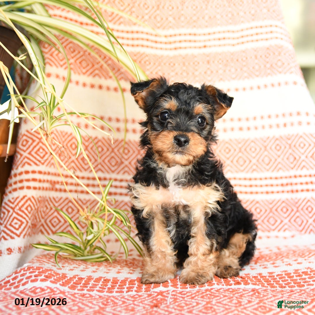 Yorkiepoo dogs for sale: Ruby - Ad 3