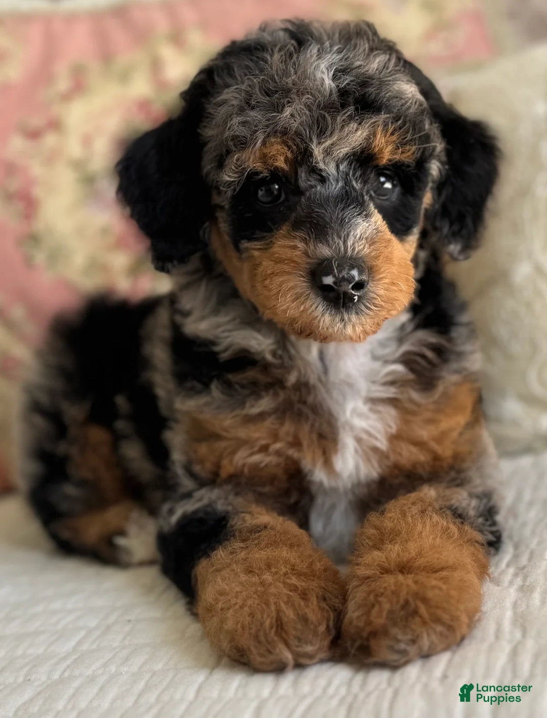 Miniature Poodle dogs for sale: Gwennie - Ad 2