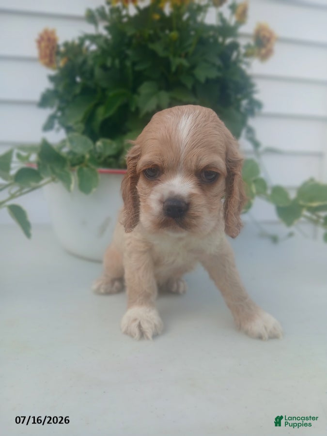 Cocker Spaniel dogs Trenton - Ad 1