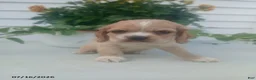 Cocker Spaniel dogs for sale: Trenton - Ad 1