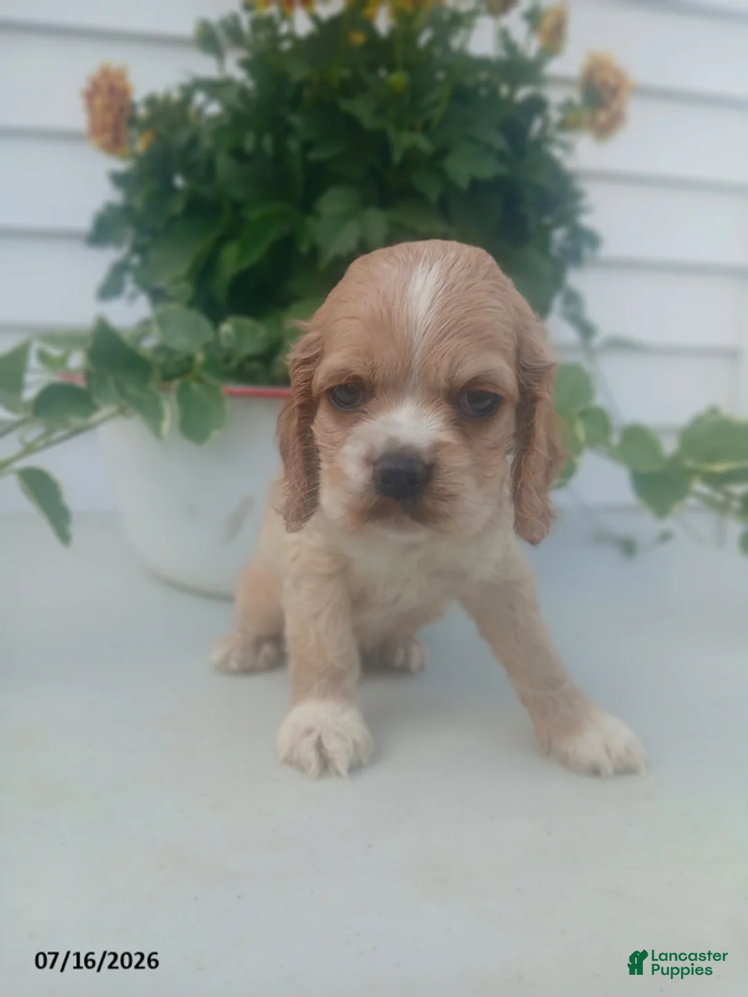 Cocker Spaniel dogs for sale: Trenton - Ad 1