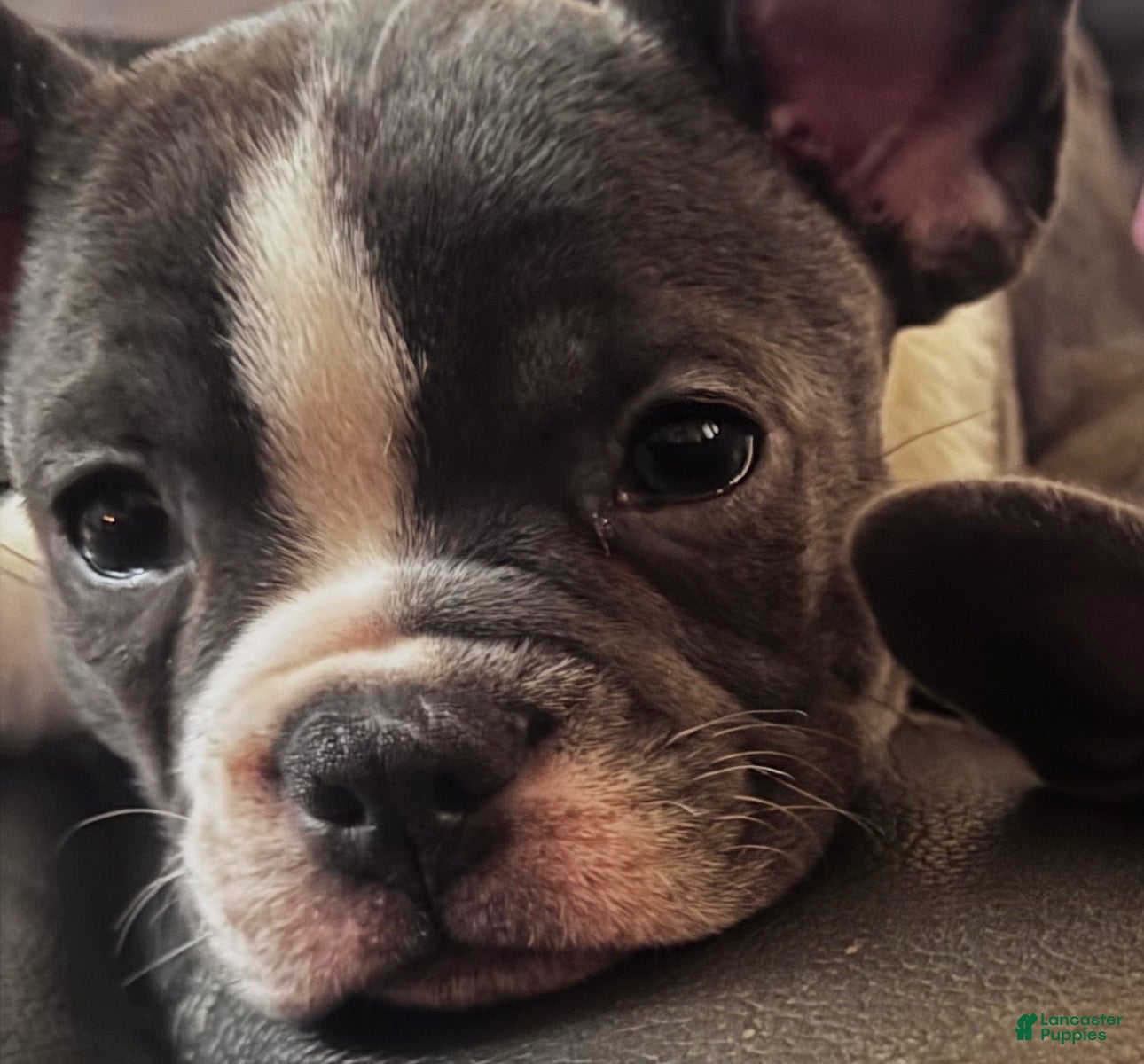 Frenchton dogs Junior - Ad 2