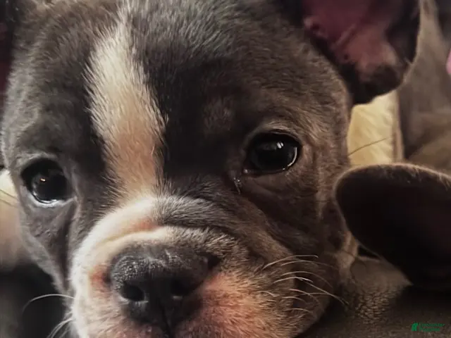 Frenchton dogs for sale: Junior - Ad 2