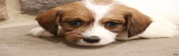 Jackapoo dogs for sale: Jordan - Ad 3