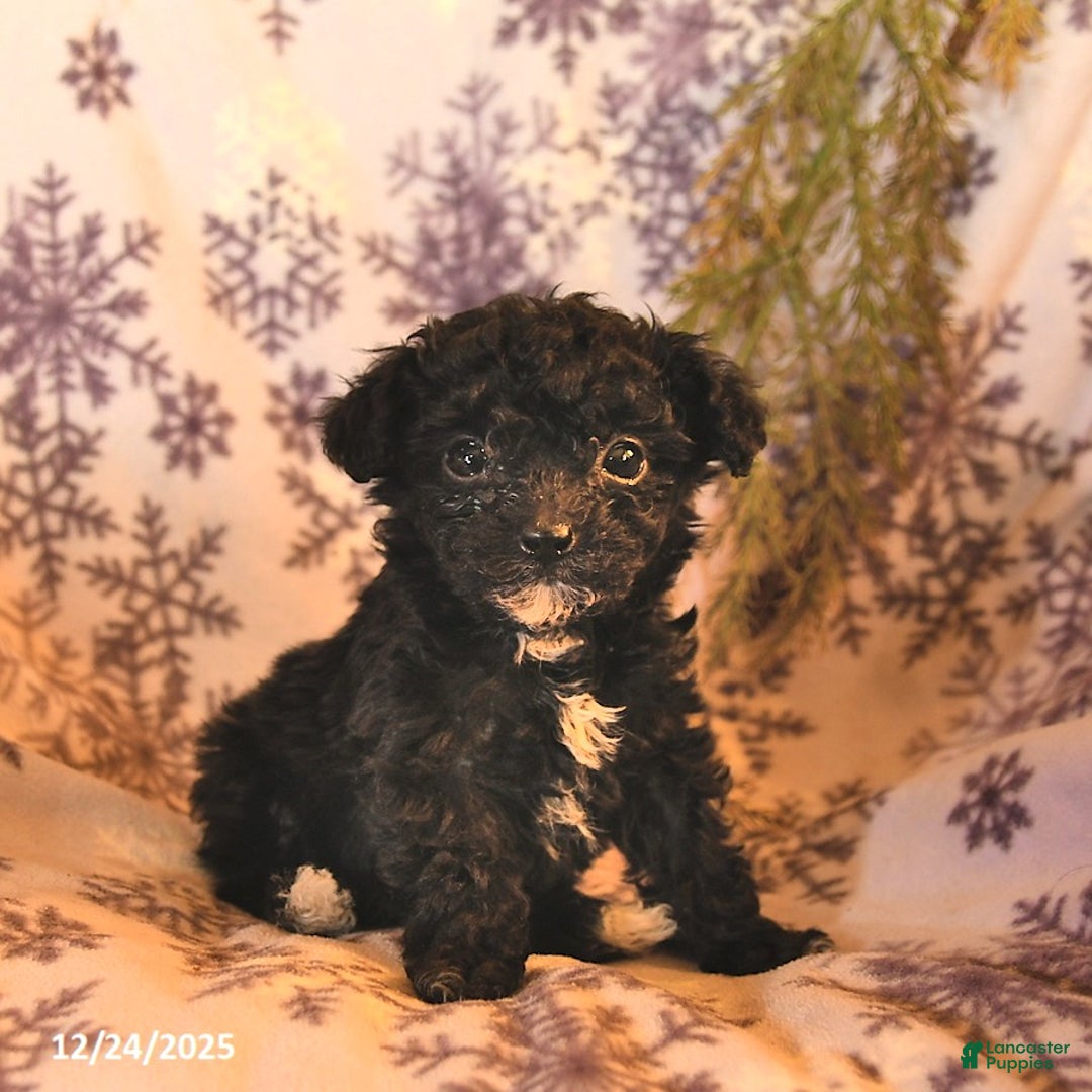 Miniature Poodle dogs for sale: Ash   - Ad 5