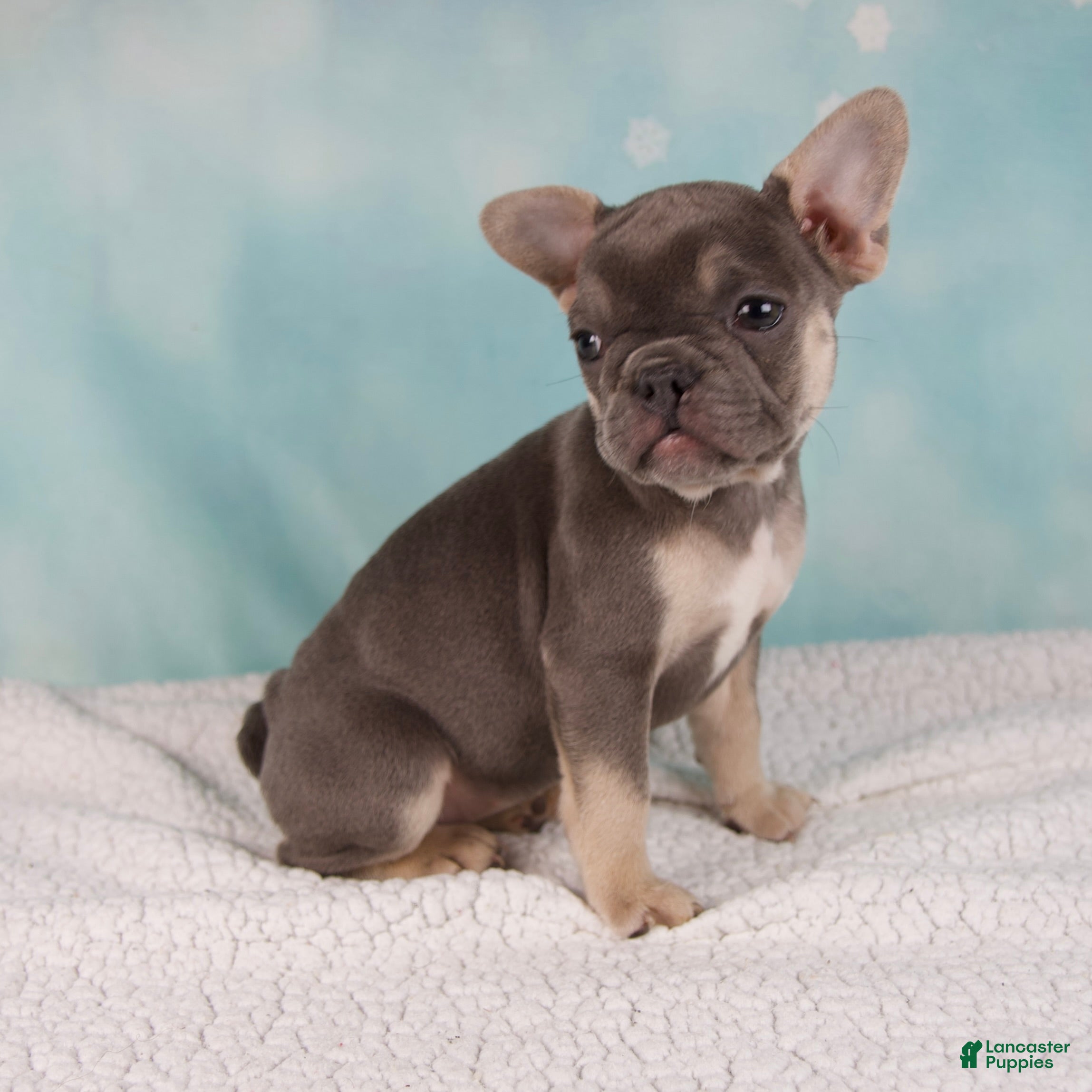French Bulldog Puppies for sale Lancaster Puppies