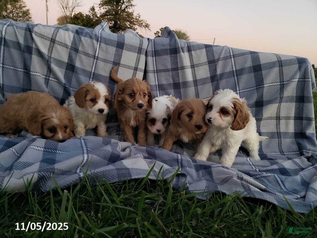 Cavapoo dogs for sale: Brooke - Ad 7