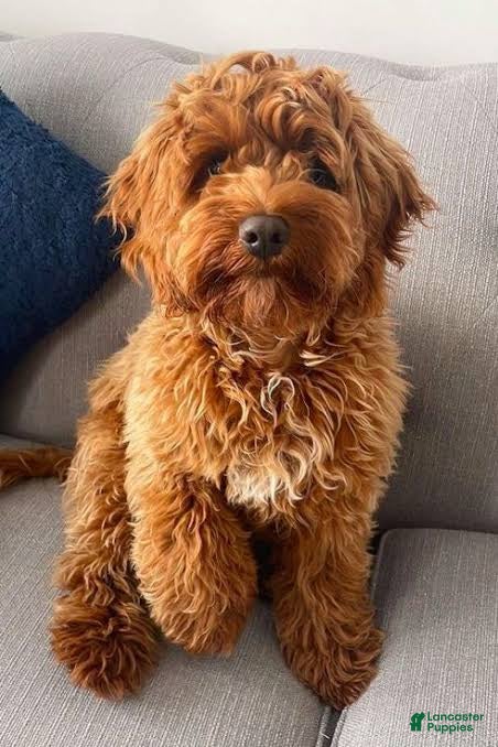 Cockapoo dogs Cockapoo Puppy 3 - Ad 6