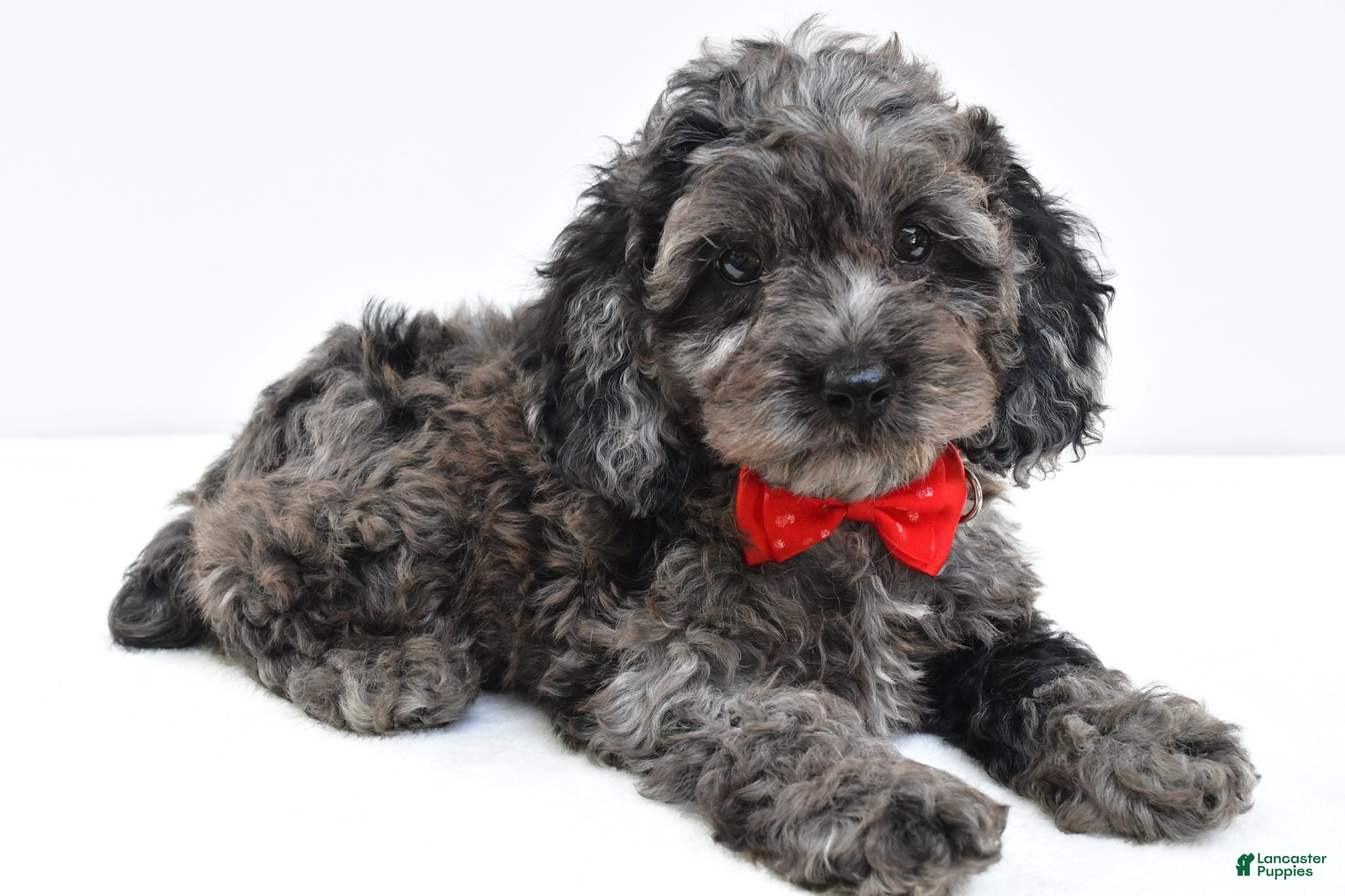 Cockapoo dogs Orsan - Ad 1
