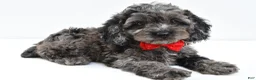 Cockapoo dogs for sale: Orsan - Ad 1