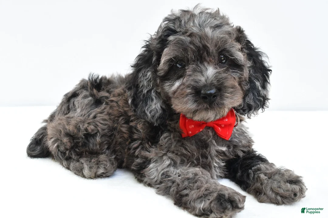 Cockapoo dogs for sale: Orsan - Ad 1