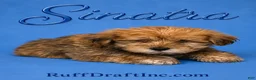 Morkie dogs for sale: Sinatra - Ad 1