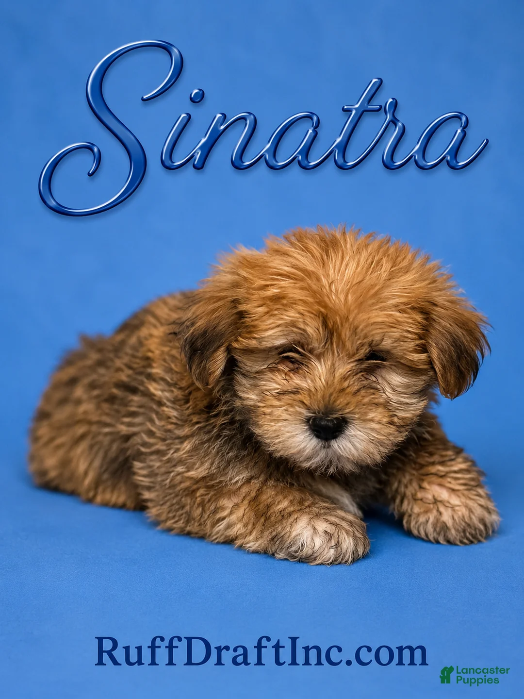 Morkie dogs for sale: Sinatra - Ad 1