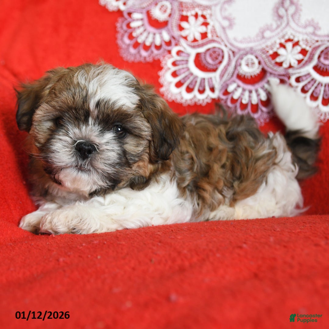 Shih Tzu dogs for sale: Yoyo - Ad 4