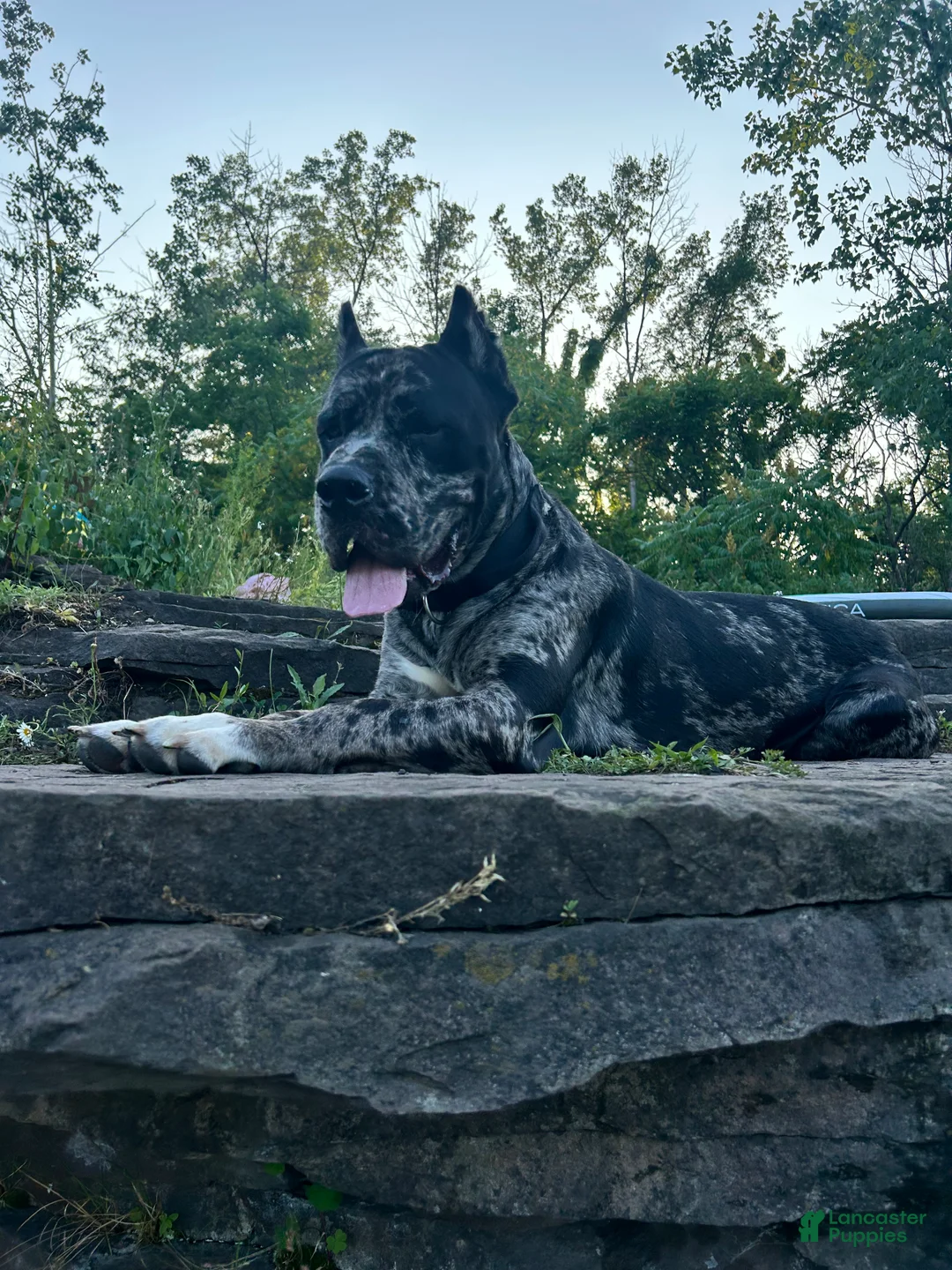 Cane Corso dogs for stud: Alastor  - Ad 2