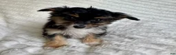 Mixed Breed dogs for sale: Ariel  - Ad 4