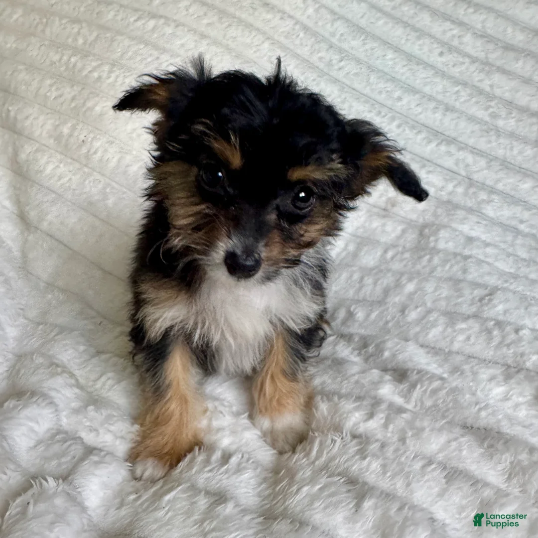 Mixed Breed dogs for sale: Ariel  - Ad 4