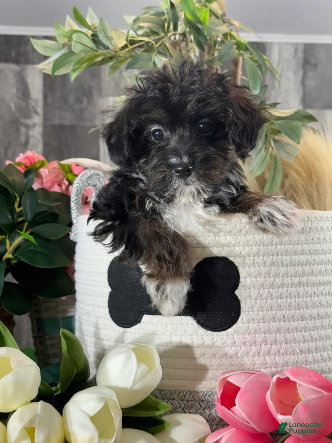 Yorkiepoo dogs for sale: Olive - Ad 1