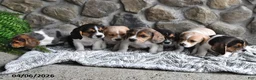 Mixed Breed dogs for sale: Lilac - Ad 5