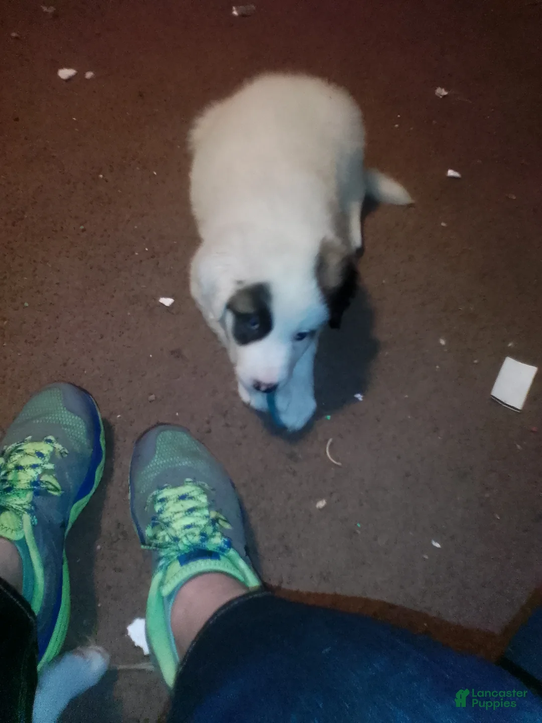 Mixed Breed dogs for sale: Spot Spot  - Ad 5