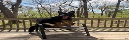 German Shepherd dogs for sale: German Shepherd 1 - Ad 5