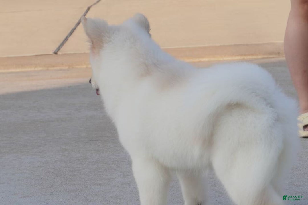 Alaskan Malamute dogs for sale: Xi Xi - Ad 28