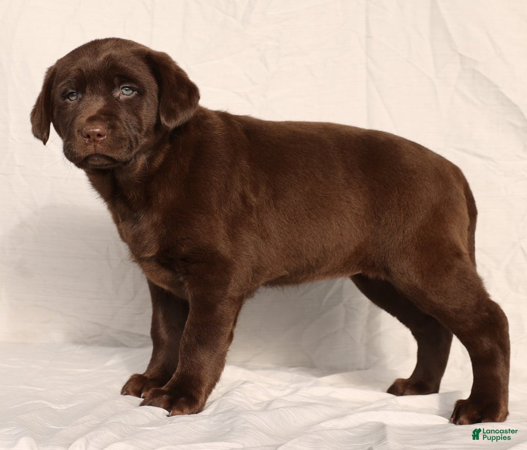 Labrador Retriever dogs for sale: Belle - Ad 4