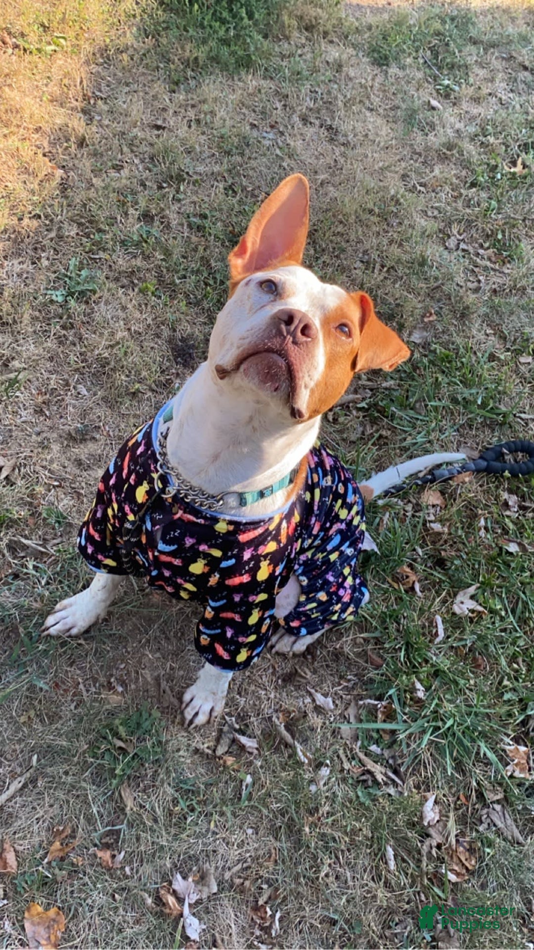 Gallery Image {{count}}