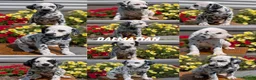 Dalmatian dogs for sale: Ariel - Ad 10