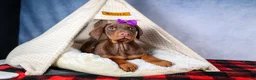 Doberman Pinscher dogs for sale: FANNIE - Ad 10