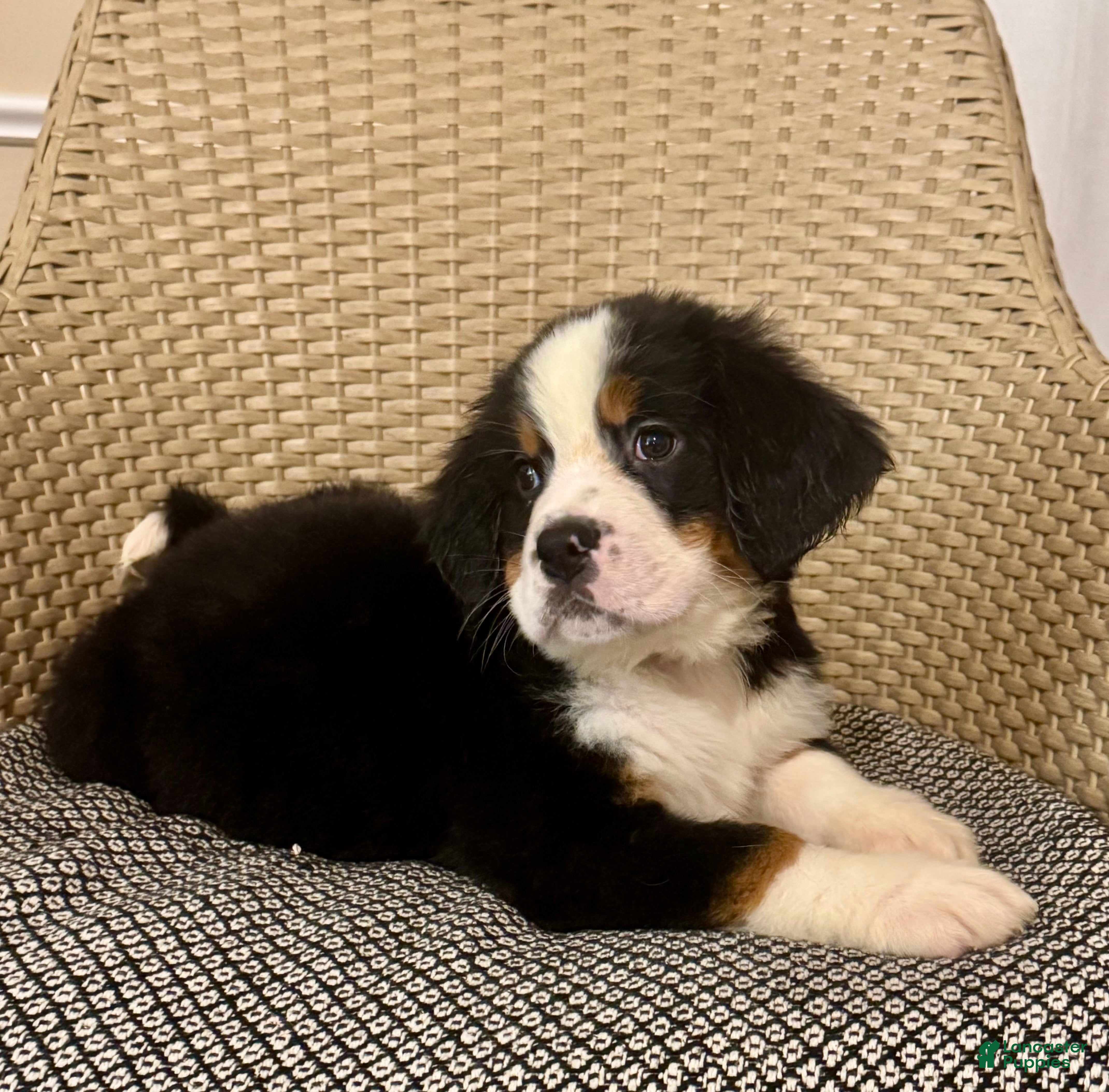 Bernese Mountain Dog dogs Lulu - Ad 40