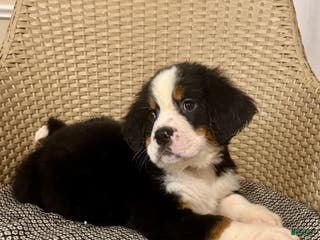 Bernese Mountain Dog dogs Lulu - Ad 20