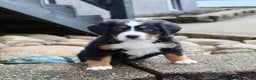 Bernese Mountain Dog dogs for sale: Lilly - Ad 2