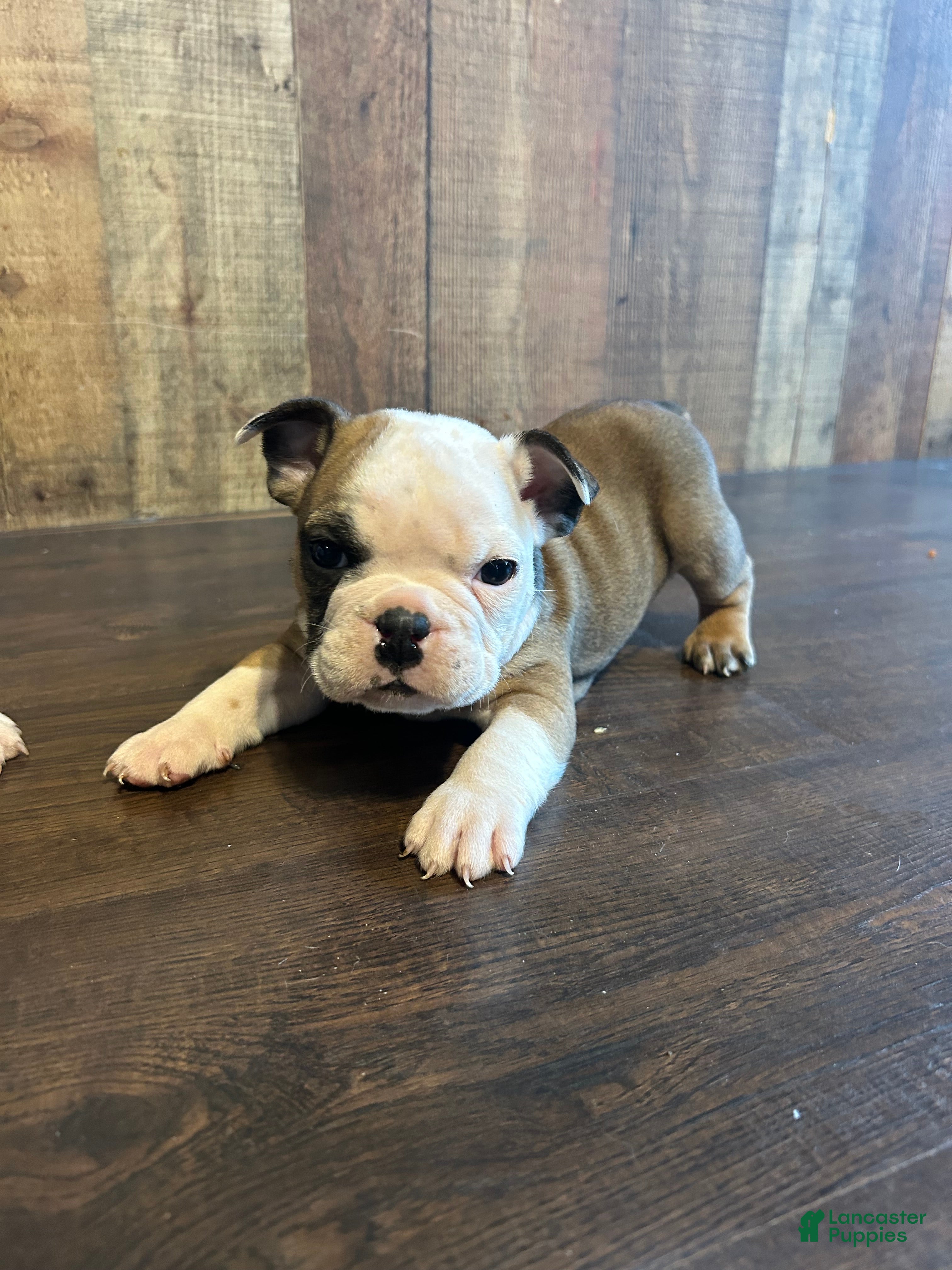 English Bulldog dogs English Bulldog Puppy 1 - Ad 1