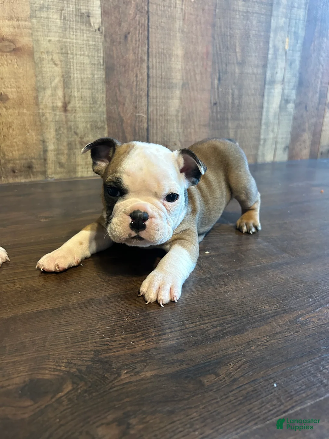 English Bulldog dogs for sale: English Bulldog Puppy 1 - Ad 1