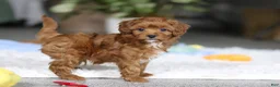 Cavapoo dogs for sale: Tiny Teddy - Ad 9