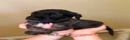 Mixed Breed dogs for sale: Ravioli - Ad 3