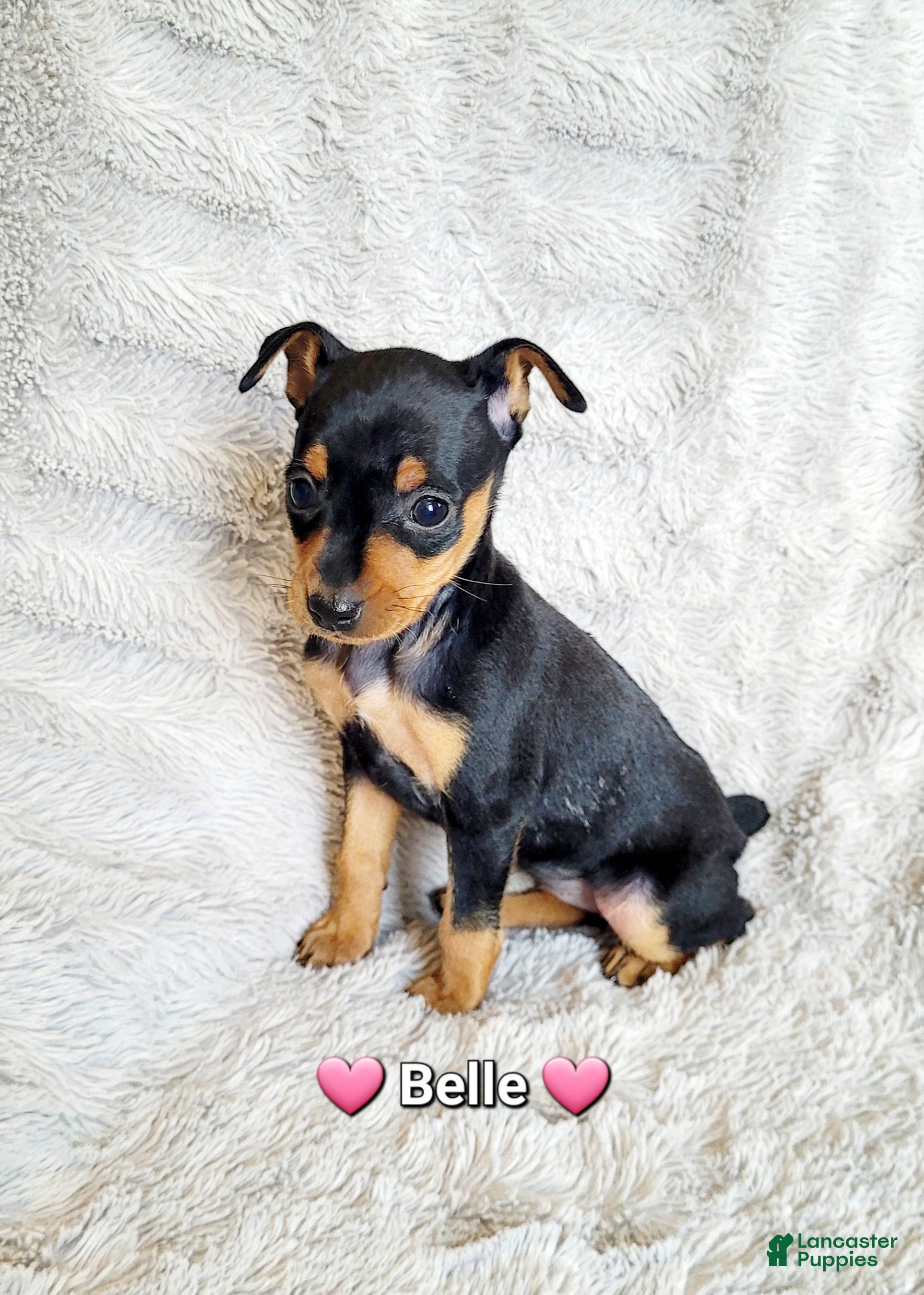 Miniature Pinscher dogs Belle  - Ad 24