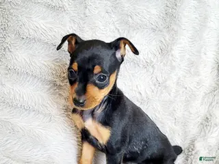 Miniature Pinscher dogs Belle - Ad 21