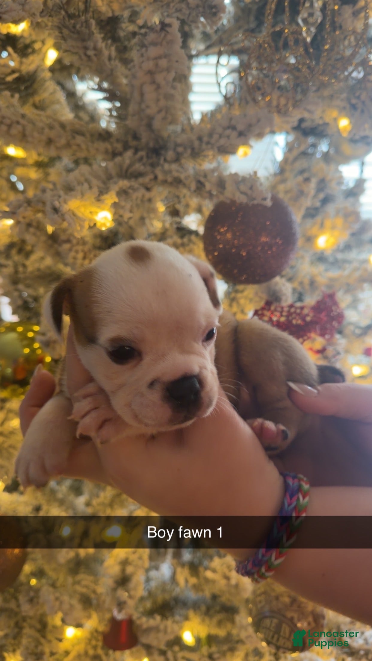 Olde English Bulldogge dogs Olde English Bulldogge Puppy 3 - Ad 32