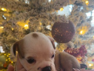 Olde English Bulldogge dogs Olde English Bulldogge Puppy 3 - Ad 33