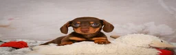Miniature Dachshund dogs for sale: Snoopy - Ad 1