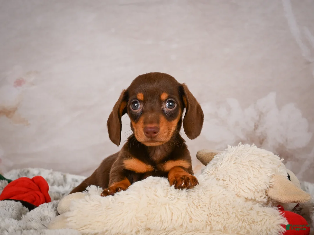 Miniature Dachshund dogs for sale: Snoopy - Ad 1