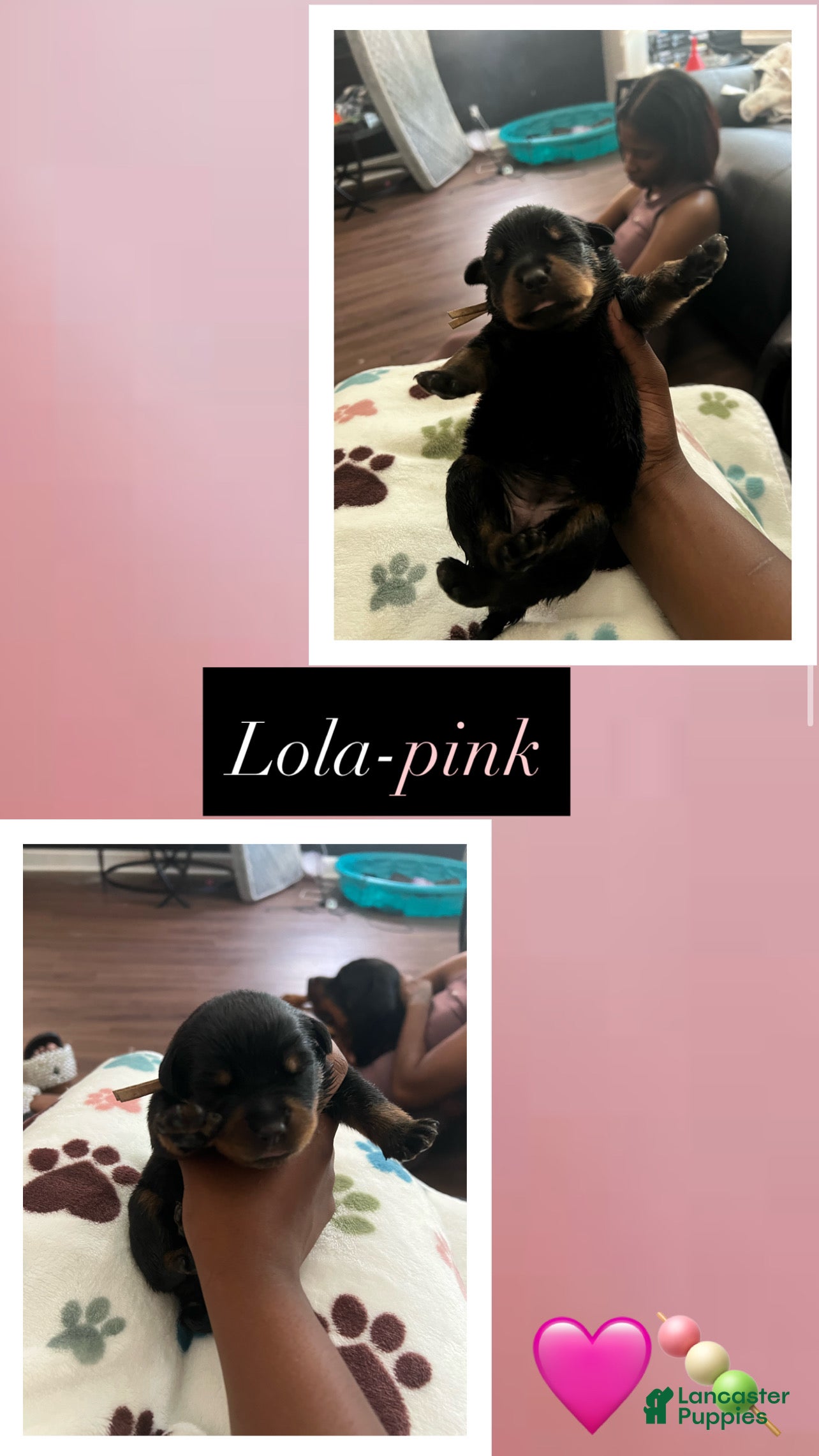Rottweiler dogs Lola - Ad 9