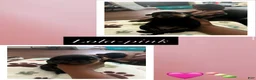 Rottweiler dogs for sale: Lola - Ad 1