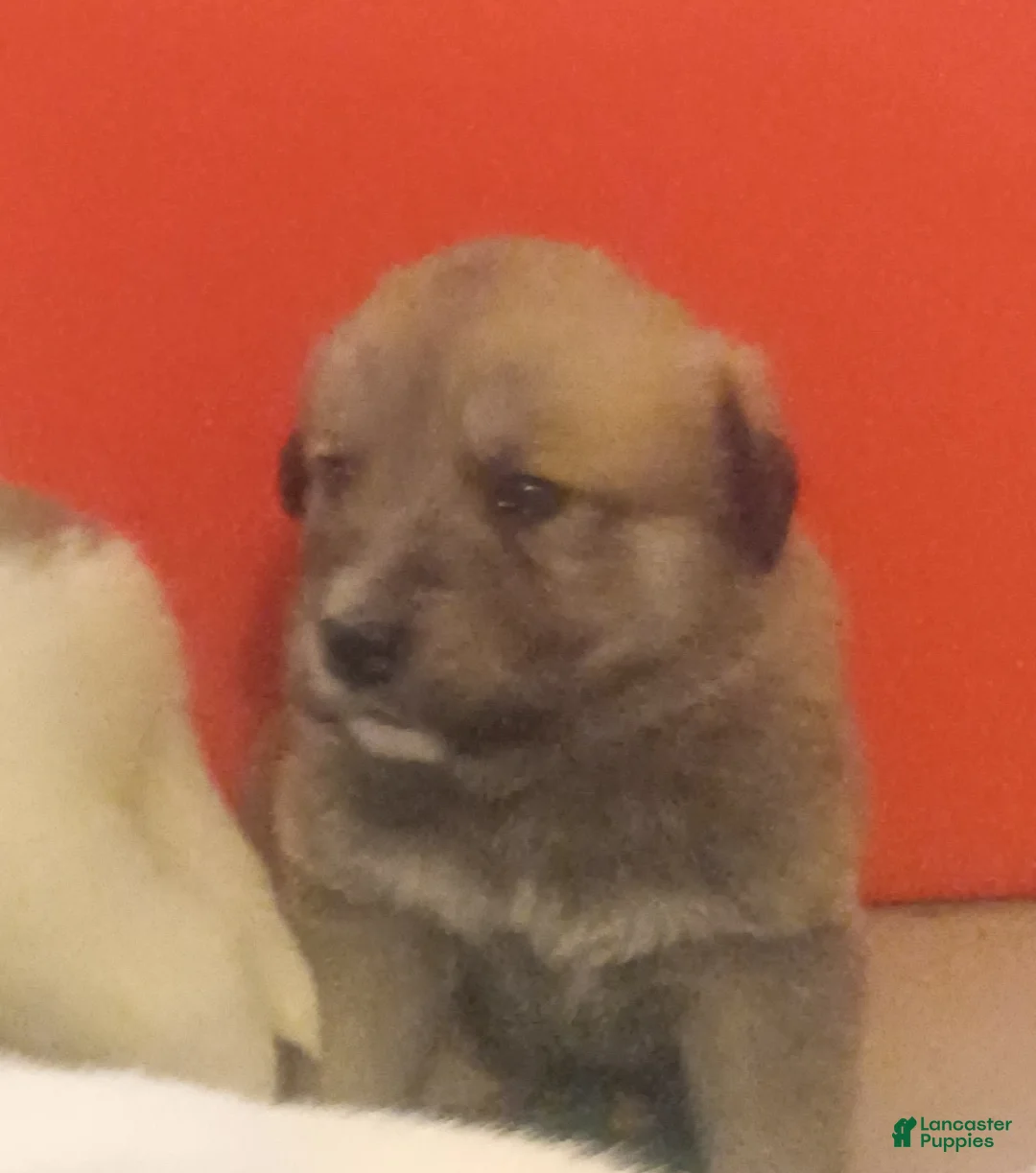 Mixed Breed dogs for sale: Bear Bear - Ad 6