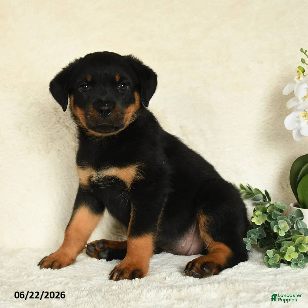 Rottweiler dogs for sale: Arya - Ad 2