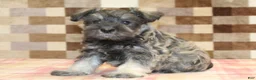 Miniature Schnauzer dogs for sale: Ernie - Ad 4