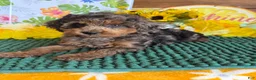 Cockapoo dogs for sale: Bella  - Ad 2