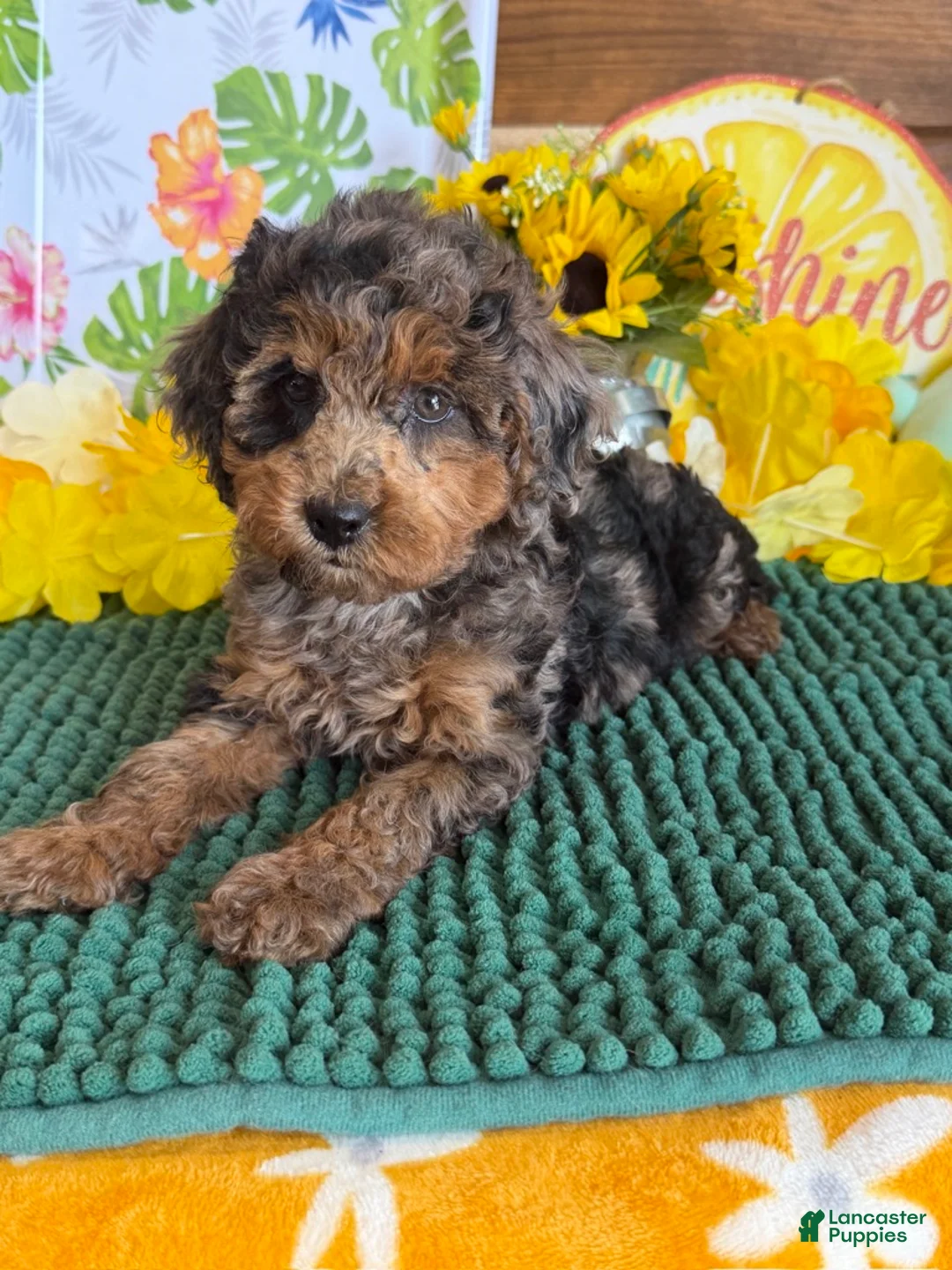 Cockapoo dogs for sale: Bella  - Ad 2